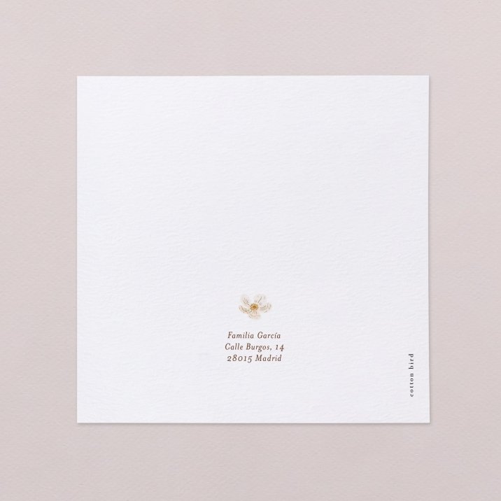 Rosa blanca